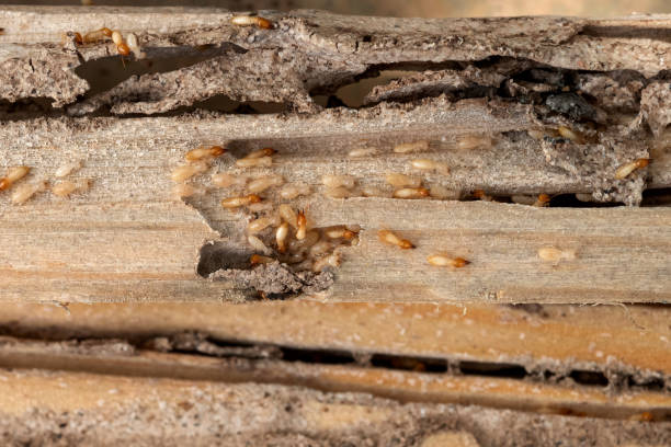 Best Exterminator Services  in Sweetwater, TN